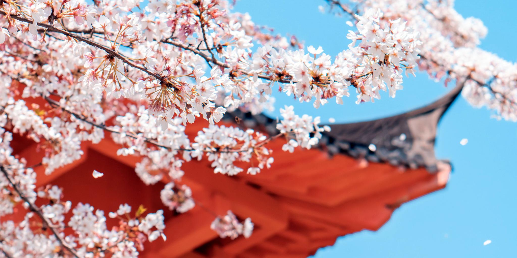 Cherry blossoms and temple