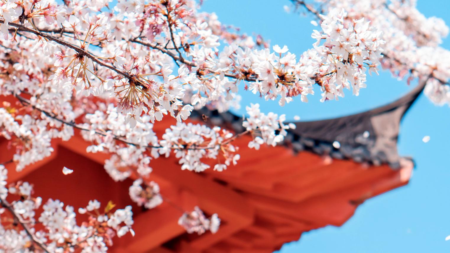 Cherry blossoms and temple