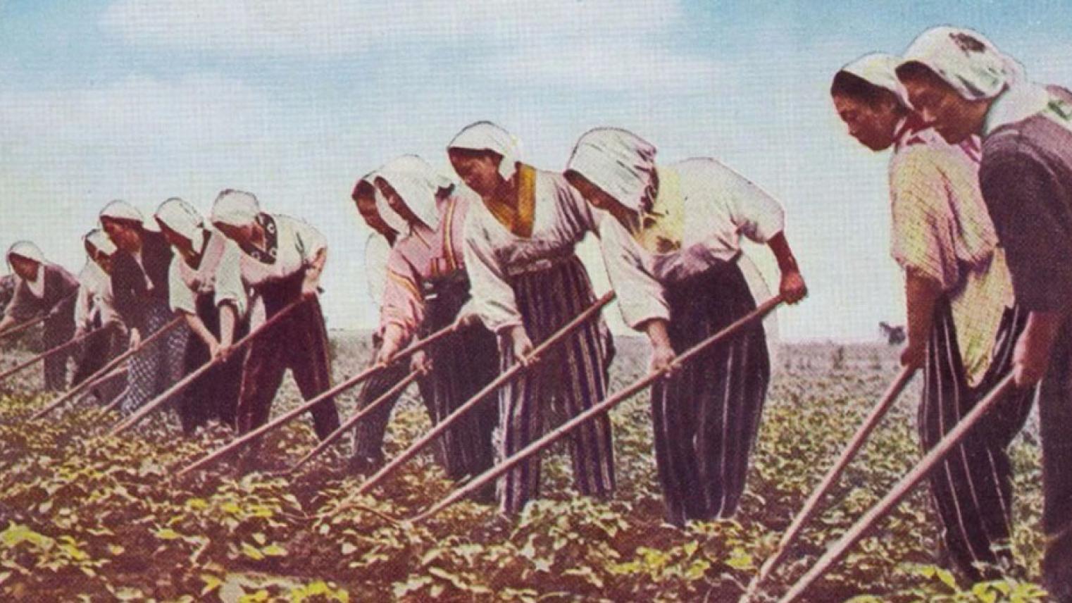 Japanese settler women hoe soy in Manchuria (Manchukuo)